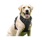 Hundegeschirr mit 2 Ringen