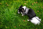 Chihuahua Benny mit reflektierendem Softmesh-Hundegeschirr beim Spaziergang auf einer grünen Wiese. Das leichte und atmungsaktive Hundegeschirr sorgt für hohen Tragekomfort im Alltag.
