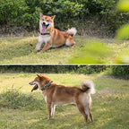 Echtleder Hundehalsband