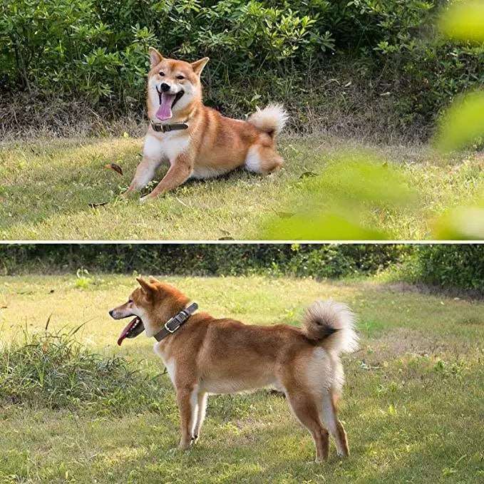 Echtleder Hundehalsband