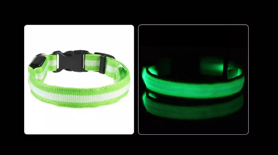 LED Hunde Leuchthalsband