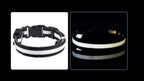 LED Hunde Leuchthalsband